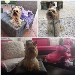 Svatava, Sokolov: Ztratil se Jorkšírský teriér. Neviděli jste ho?