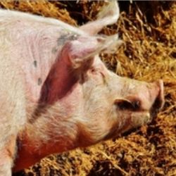 SVS upozorňuje na nutnost dodržovat zákaz krmení prasat kuchyňskými odpady a pravidla pro zacházení s trofejemi