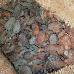 SZPI ve spolupráci s Celní správou nevpustila do ČR 22 tun plesnivých kakaových bobů