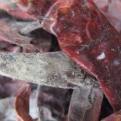 SZPI zadržela nevyhovující zásilku 50 kg chilli papriček z Indie