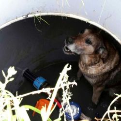 Toužim: Hasiči zachraňovali pejska z jímky