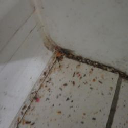 Toužim: Inspektoři v Penny Marketu našli mrtvé myši