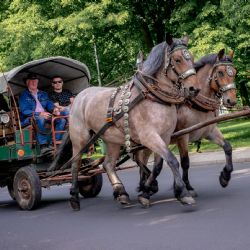 Tradice opět ožijí se Sokolovským dostavníkem