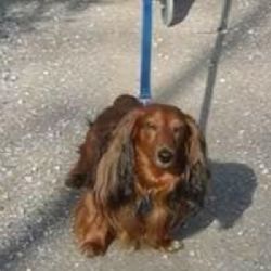 Třebeň, Lesina: Hledá se dlouhosrstý jezevčík slyšící na jméno Jerry