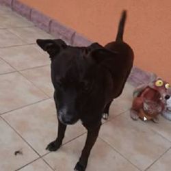 Třebeň: Ztracený pes. Neznáte majitele?