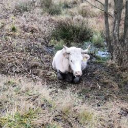 Třídomí u Horního Slavkova: Hasiči pomáhali vyprostit krávu z rašeliniště