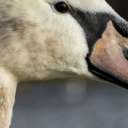 U uhynulých labutí byl potvrzen virus ptačí chřipky