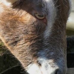 Upozornění pro chovatele v souvislosti s horkým počasím