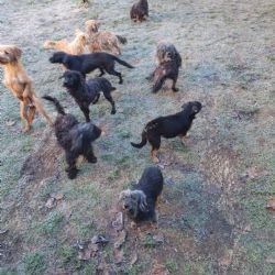 Útulek Vránov nabídl pomoc se zbídačenými psy