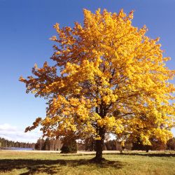 Užijte si barvy podzimu v Mariánských Lázních
