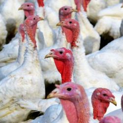 V České republice bylo objeveno druhé ohnisko ptačí chřipky