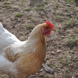 V ČR bylo po dvaceti letech potvrzeno ohnisko Newcastleské choroby drůbeže