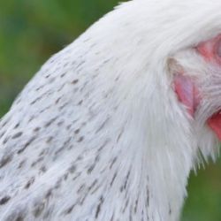 V ČR bylo potvrzeno 4. ohnisko ptačí chřipky