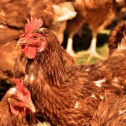 V ČR bylo potvrzeno druhé letošní ohnisko ptačí chřipky