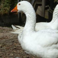 V ČR je třetí ohnisko ptačí chřipky