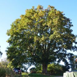 V Heřmanově je nový památný strom