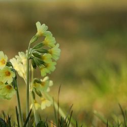 V Karlovarském kraji dojde k rozšíření přírodní rezervace Chlum