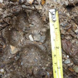 V Krušných horách se pohybuje rys ostrovid 