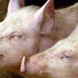 V Německu se africký mor prasat objevil ve třech chovech