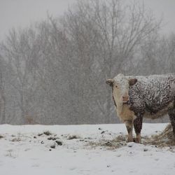 V souvislosti s extrémně nízkými teplotami se SVS zaměří na pastevně chovaná hospodářská zvířata