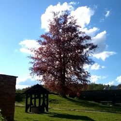 Vítězný Strom roku 2019 je již znám