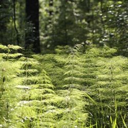 Vlastníci lesů získají dotace na jejich obnovu 