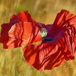 Vlčí máky. Tradiční sbírka na pomoc válečným veteránům