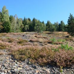 Vřesoviště na Tisovci u Kraslic jsou novou přírodní památkou