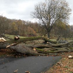 Vyrovnat se s následky vichřice pomůže dotační program 