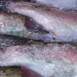 Vyšetření SVÚ prokázalo leukomalachitovou zeleň ve svalovině pstruha z Itálie