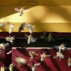 Výskyt původce nákazy včel varroázy se v ČR meziročně snížil