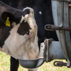Vysoké teploty mohou způsobit problémy hospodářským i zájmovým zvířatům