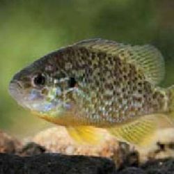 Za rybím tajemstvím řeky Ohře