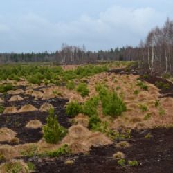 Začala nejrozsáhlejší obnova rašeliniště v Krušných horách