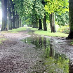 Začalo hlasování v anketě Alej roku. Zvítězit může jen jedna z 62 adeptek