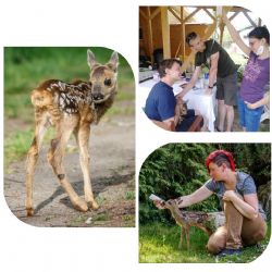 Záchranná stanice SOOS v minulých dnech přijala dva koloušky