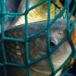 Závad zjištěných při kontrolách prodejců vánočních kaprů meziročně ubylo