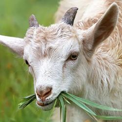 Zjistěte, jak to chodí na ekofarmě