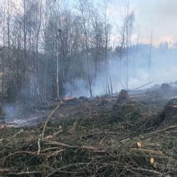 Žlutice: Na rozloze zhruba tří hektarů hoří lesní porost