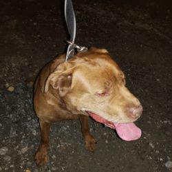 Ztracený pes. Hledá se majitel